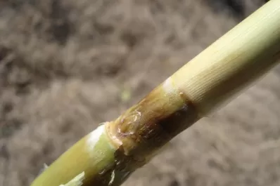 Ante las heladas, la Eeaoc aconseja al productor para el momento de decidir usar la caña semilla