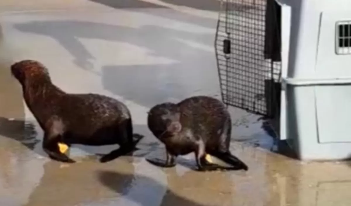 Devolvieron al mar a cuatro lobos y un elefante marinos