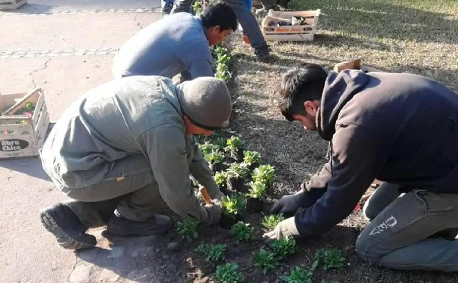 Parque 9 de Julio: la Municipalidad colocó 250 plantines en la zona del Reloj Floral