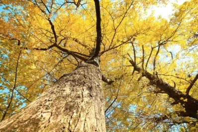 ¿Cómo envejecen los árboles milenarios?