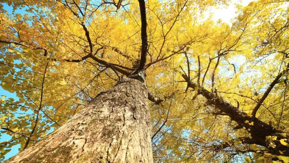 LARGA VIDA. Las especies longevas reducen el desgaste del envejecimiento. 