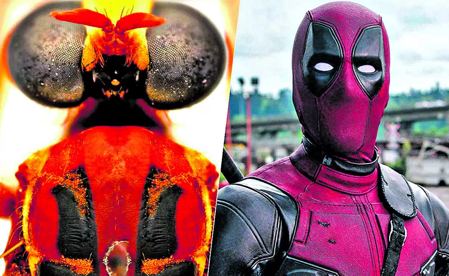 Homenaje a Marvel: científicos les dan a moscas nombres inspirados en los súperhéroes