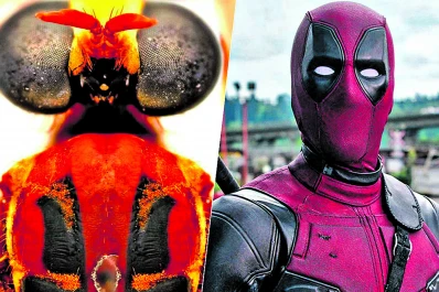 Homenaje a Marvel: científicos les dan a moscas nombres inspirados en los súperhéroes