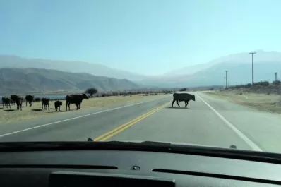 Toda clase de hacienda cruza peligrosamente la ruta en los cerros tucumanos
