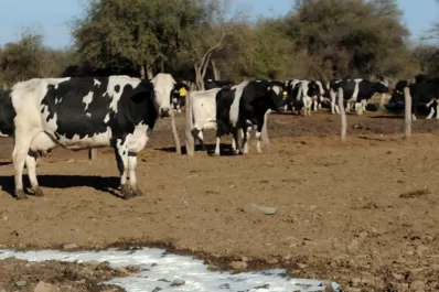 La pandemia no detiene la cuenca lechera de Trancas