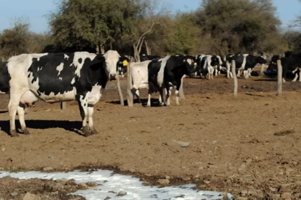 La pandemia no detiene la cuenca lechera de Trancas