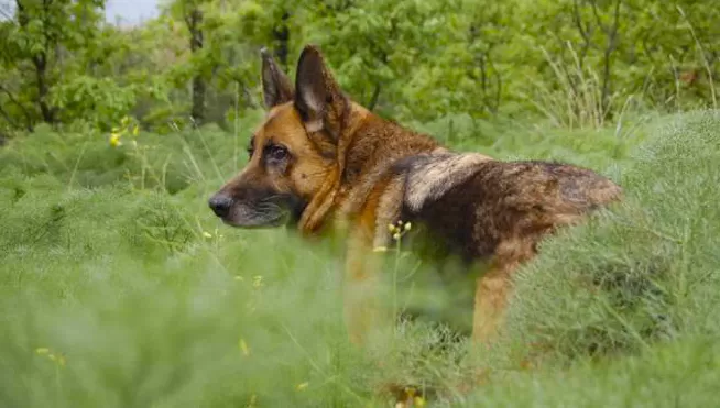 NOTICIA. Buddy se hab+ia convertido en el primer perro en dar positivo para covid-19 en Estados Unidos.