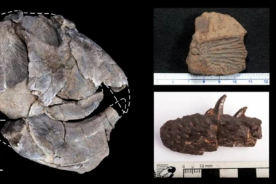 Paleontología: hallan fósiles de 230 millones de años