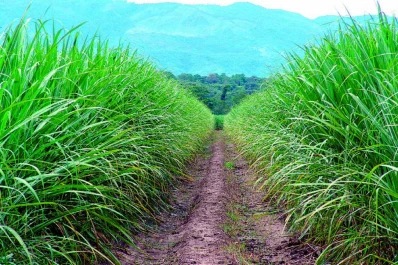 Cuarto muestreo: hasta antes del frío duro, la maduración de la caña tucumana evolucionaba adecuadamente