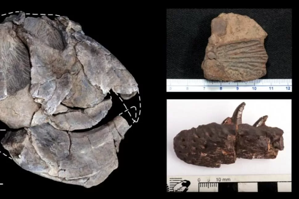 ALGUNAS PIEZAS. Por primera vez hallan restos de este tipo en zona riojana. 