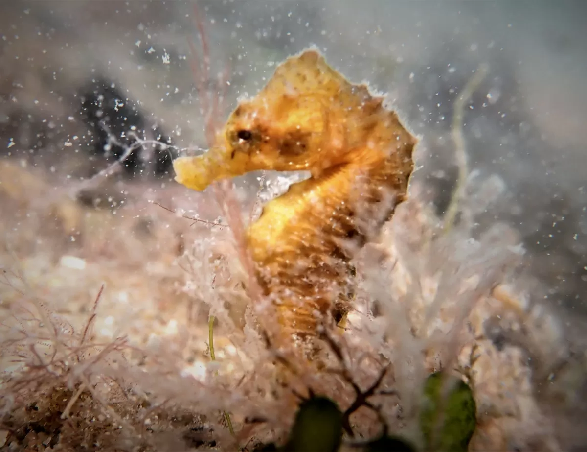 RIESGO. Viven en agua poco profunda y la gente los usa para artesanías. telam