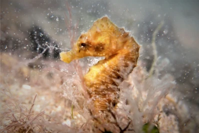El caballito de mar que vive en las aguas patagónicas está en peligro de extinción