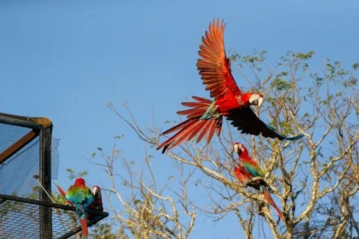 El Iberá recupera su fauna extinguida y se alista para las visitas