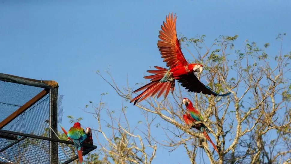 GUACAMAYOS. Llegaron 15 nuevos, después de 100 años desaparecidos. 