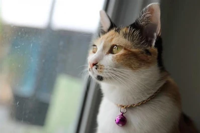 Cuidados animales: el cascabel en el collar causa daños a las mascotas, afirman expertas