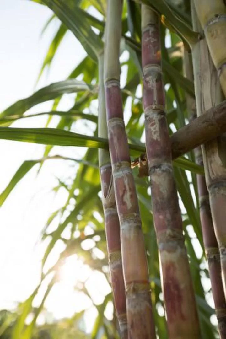 CAÑA DE AZÚCAR. Esta planta será el tema central de los poemas. 