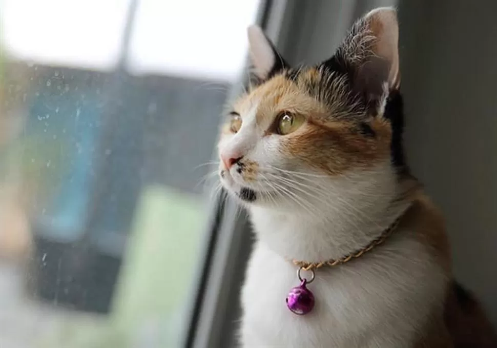 GATOS ATURDIDOS. El tintineo constante del cascabel se torna insoportable para los felinos. 