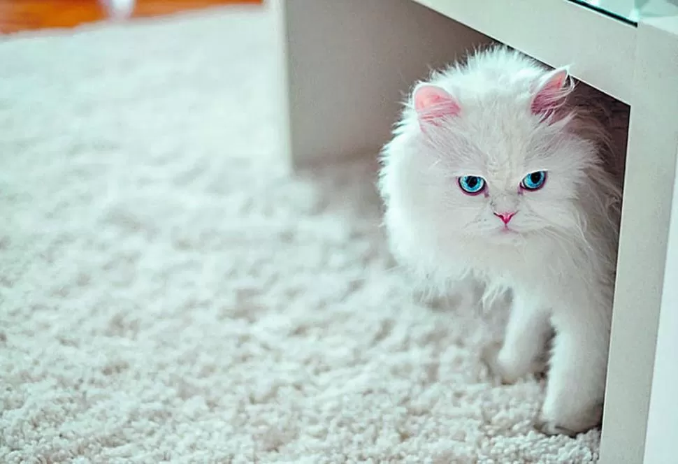 FACTOR DE RIESGO. Por su pigmentación son sensibles a los rayos UV. 