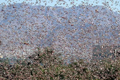 Piden que se deje circular a quienes controlan la langosta