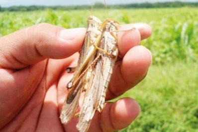 La langosta no respeta los protocolos anticovid