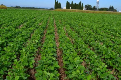 Las últimas heladas no afectaron la evolución de la “mosca de la soja”