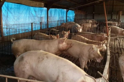 Prevén aumentar 300.000 cerdos madre en cuatro años