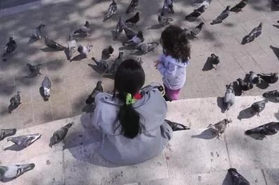 La ciudad no tiene planes para controlar a las aves