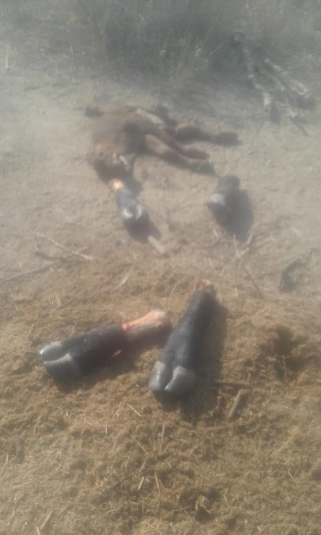 PATAS. Los delincuentes trocean al animal y luego se lo llevan en partes. la gaceta / foto de antonio ferroni 