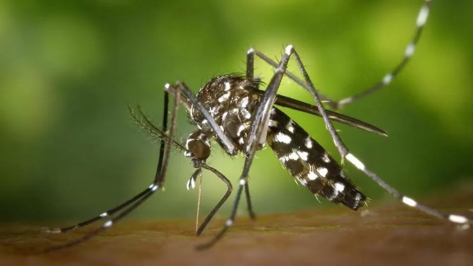 ¿VOLVERÁ AL ATAQUE? Los huevos del Aedes estuvieron en pausa durante el frío, ahora pueden eclosionar. 