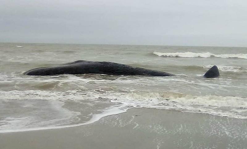 Un cachalote de unos 15 metros murió varado en una playa de Santa Clara del Mar