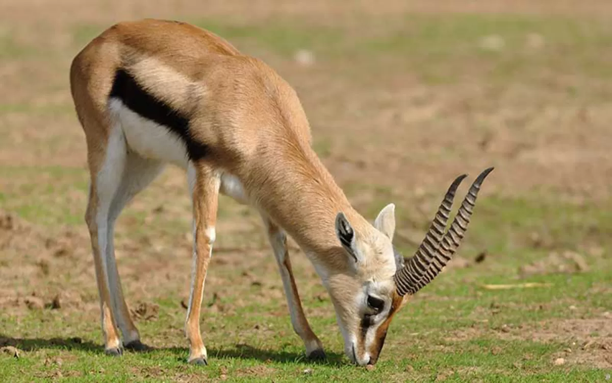 Biodiversidad: los herbívoros viven su momento de mayor riesgo