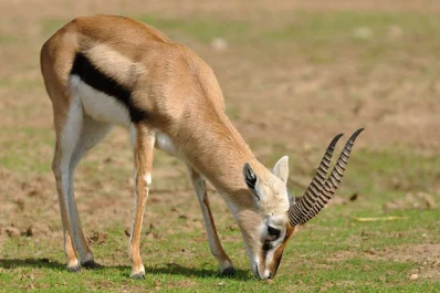 Biodiversidad: los herbívoros viven su momento de mayor riesgo