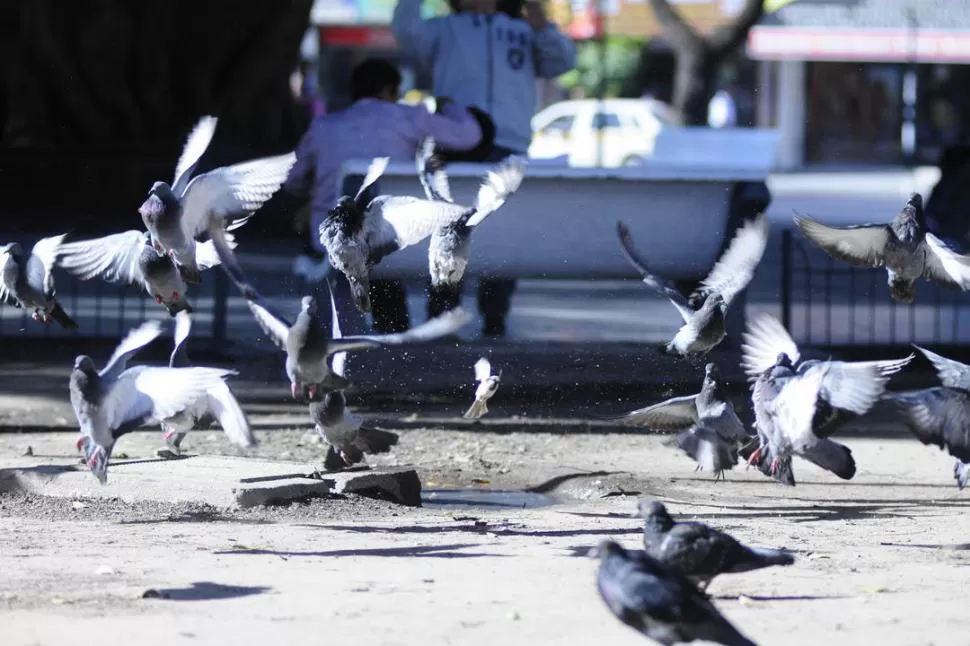 TRANSMISORAS DE ENFERMEDADES. No hay que alimentar a las palomas. la gaceta / foto de analía jaramillo
