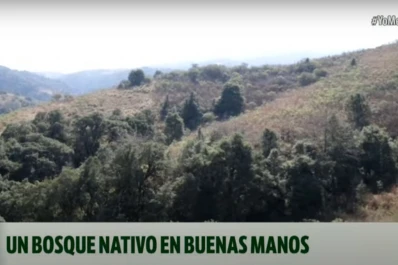 Un bosque nativo tucumano, el refugio para especies en peligro de extinción