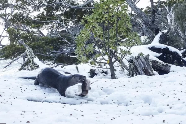 Medio ambiente: buscan proteger la nutria de la Patagonia