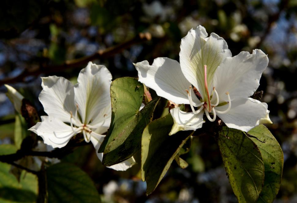 BAHUINIAS O PATA DE VACA. Es una de las especies más recomendadas para plantar en las veredas. 