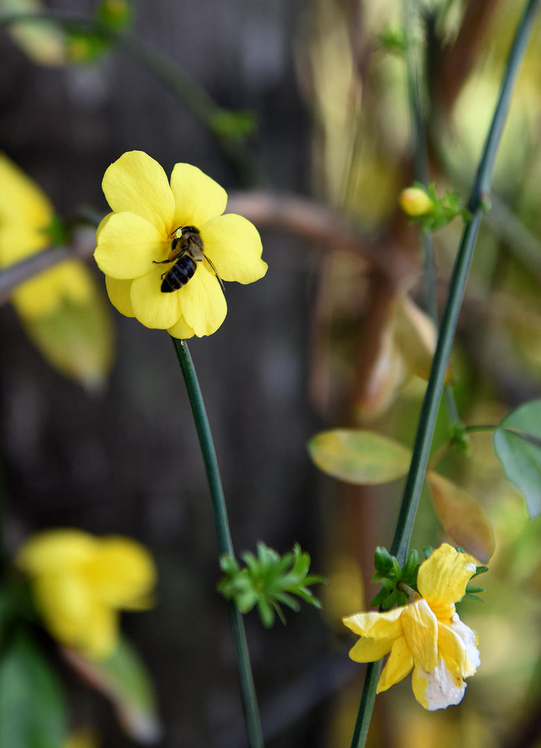 POLINIZANDO. Las abejas están de fiesta con esta primavera anticipada y con las flores de todos los colores de los jardines.