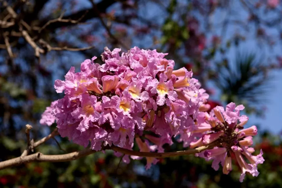 FLOR DE LAPACHO. Ya comienzan a vestir las ramas que quedan desnudas durante el invierno y brillanen primavera.