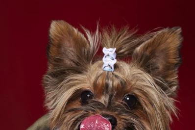 Ellos también quieren salir en la foto