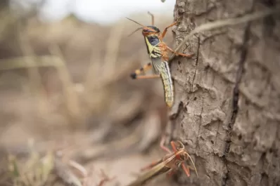 Ataque de langostas: nubes de insectos que se mueven hasta 150 kilómetros en un día