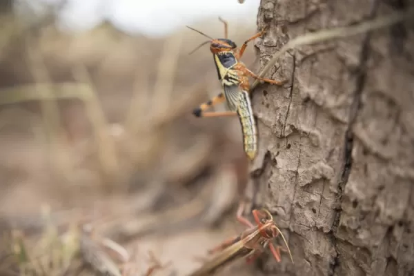Ataque de langostas: nubes de insectos que se mueven hasta 150 kilómetros en un día