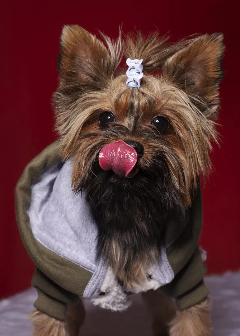 BIEN ABRIGADO. Es común que para las fotografías los dueños vistan a los animalitos y los peinen. 