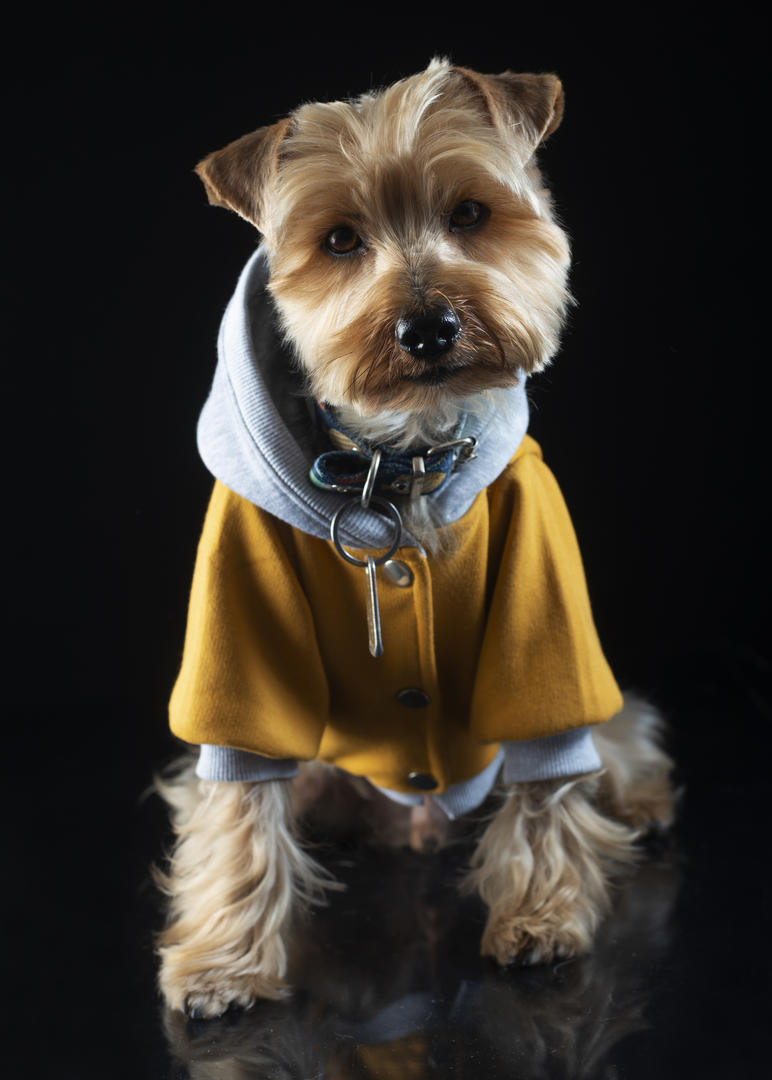 ATENTOS. Hay que lograr que te siga con la mirada.@hokee.fotografiademascotas.