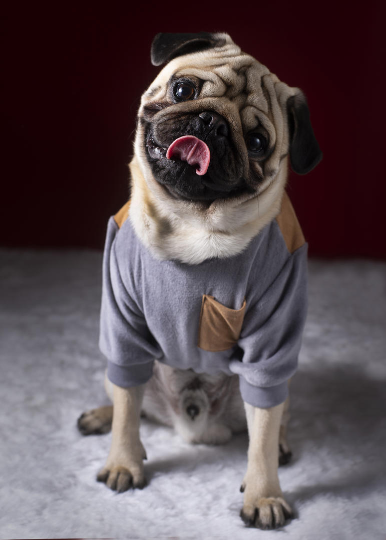 PACIENCIA. Esperar hasta que hagan un lindo gesto.@hokee.fotografiademascotas.