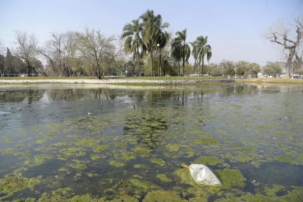 MAL ASPECTO. Con la cota baja, explica Atilio Boggiatto, los rayos del sol penetran hasta el fondo del lago y provoca que afloren y se reproduzcan las algas que cubren la superficie. la gaceta / fotos de franco vera