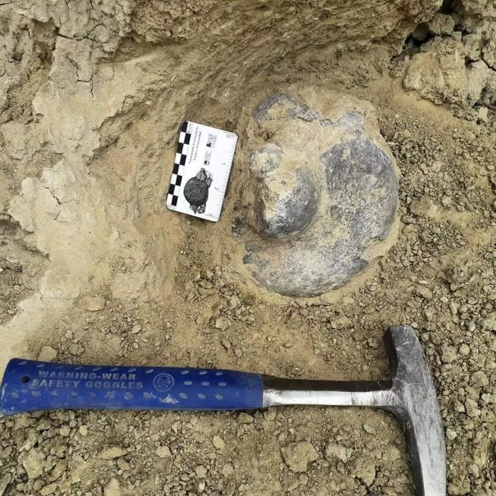 PIEZA ÓSEA. Pertenecería al astrágalo de una de las patas del perezoso. 