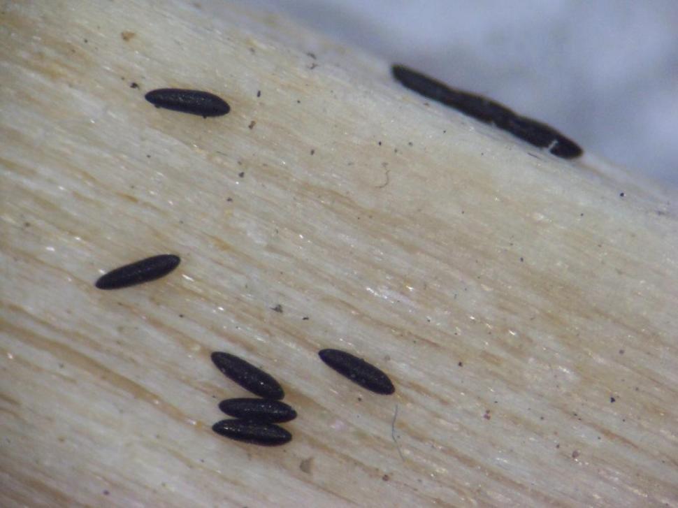 ANÁLISIS. Huevos de Aedes aegypti observados en el laboratorio.