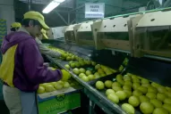 Incluyen a Tucumán en la ley de emergencia citrícola