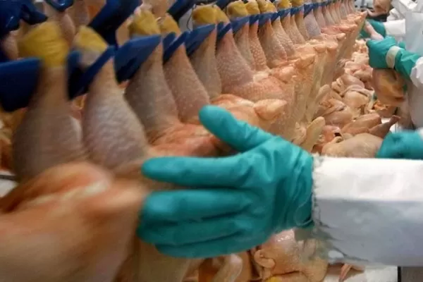 En China descubrieron coronavirus en pollos importados de Brasil