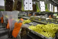 Reporte Rural: el limón tucumano ya se degusta en China